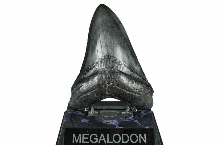 Fossil Megalodon Tooth - South Carolina #371756